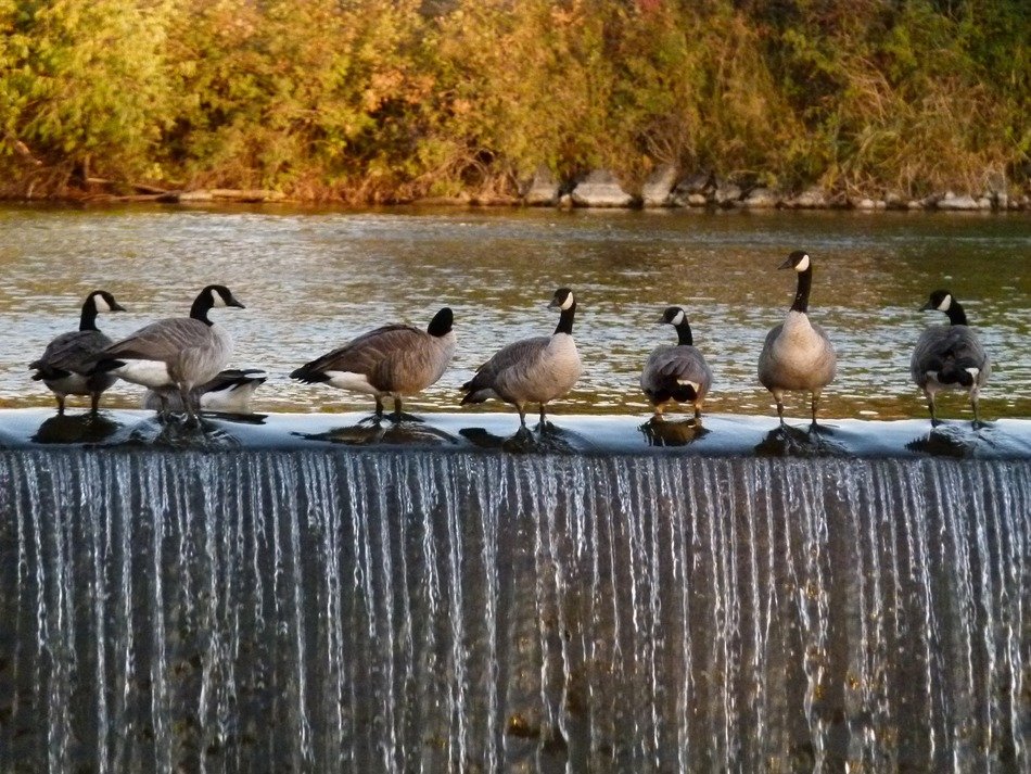 Landscape with the Canada Geese on the waterfall