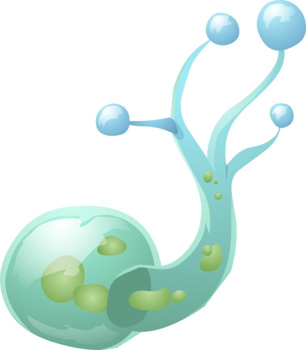 Picture of blue plant