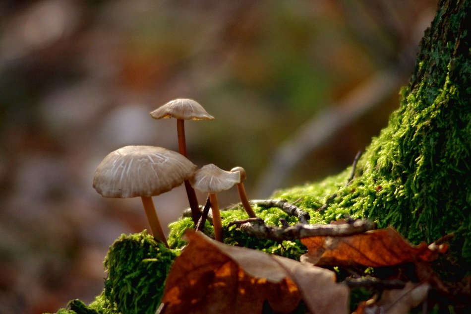 Mushrooms in the autumn forest
