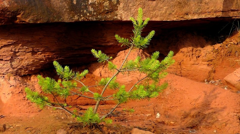 young green tree on a background of red sandstone