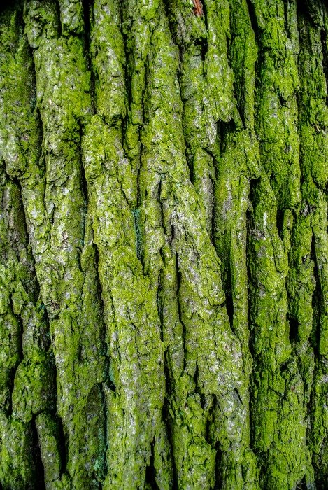 Picture of the green bark