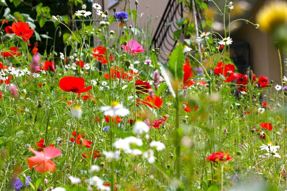 mix of wild flowers