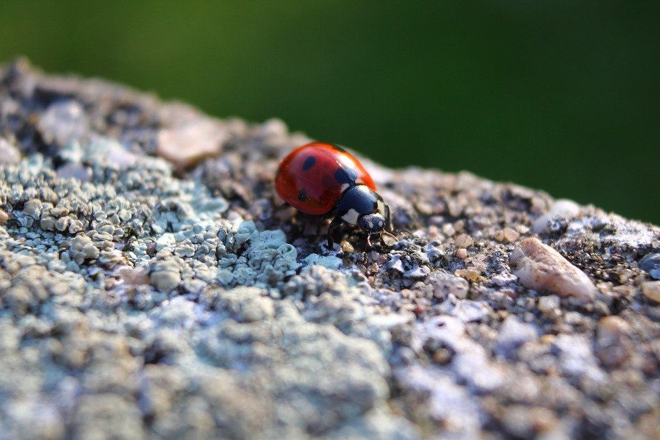 ladybug on granite