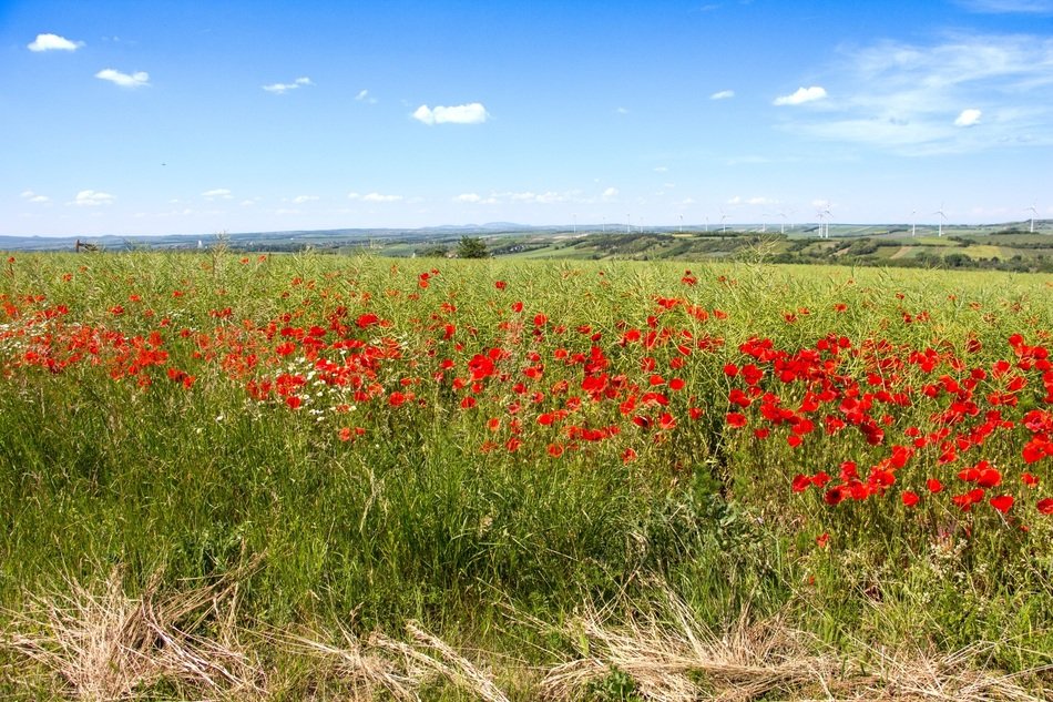 Meadow of the poppies in spring