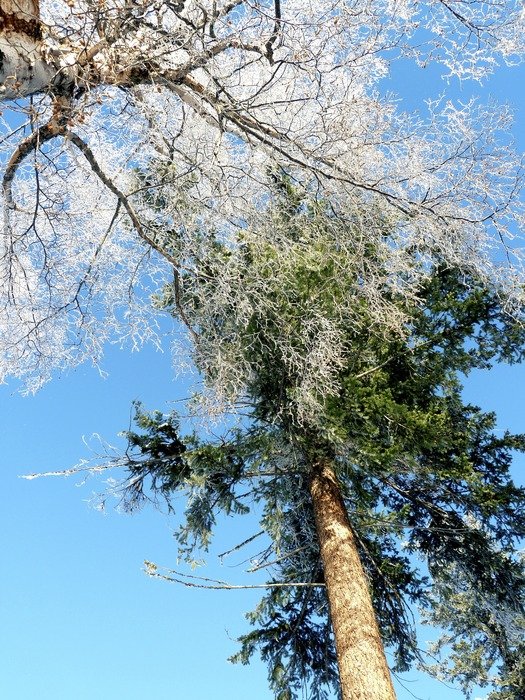frozen tree and evergreen tree
