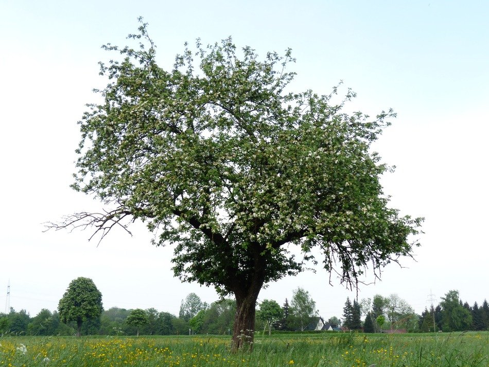 apple tree on the field