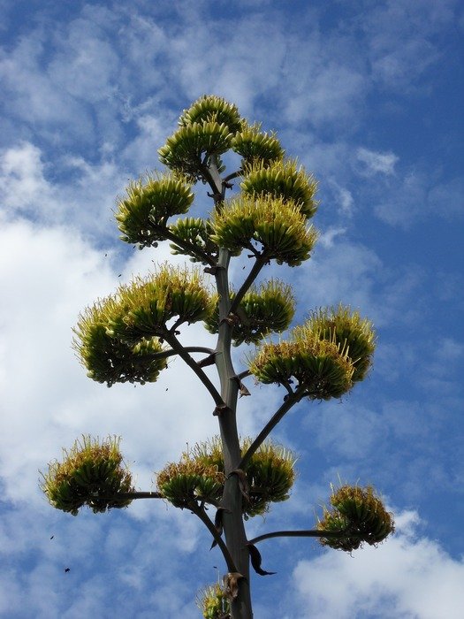 agave plant on the blue sky background