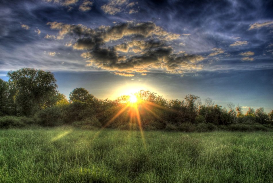 sunset in forest