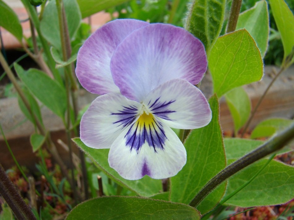 Wild pansy flower in summer