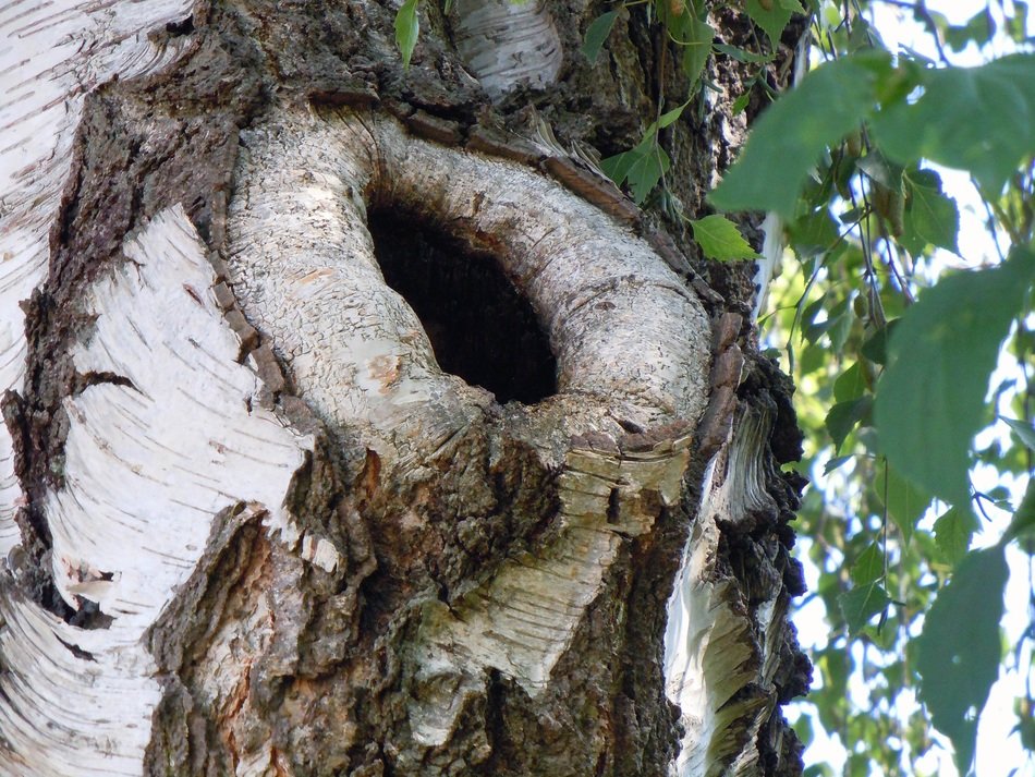 hole in the trunk of a birch