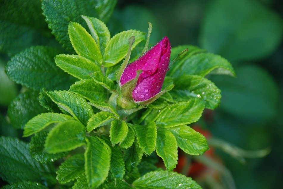 dog rose bud after rain