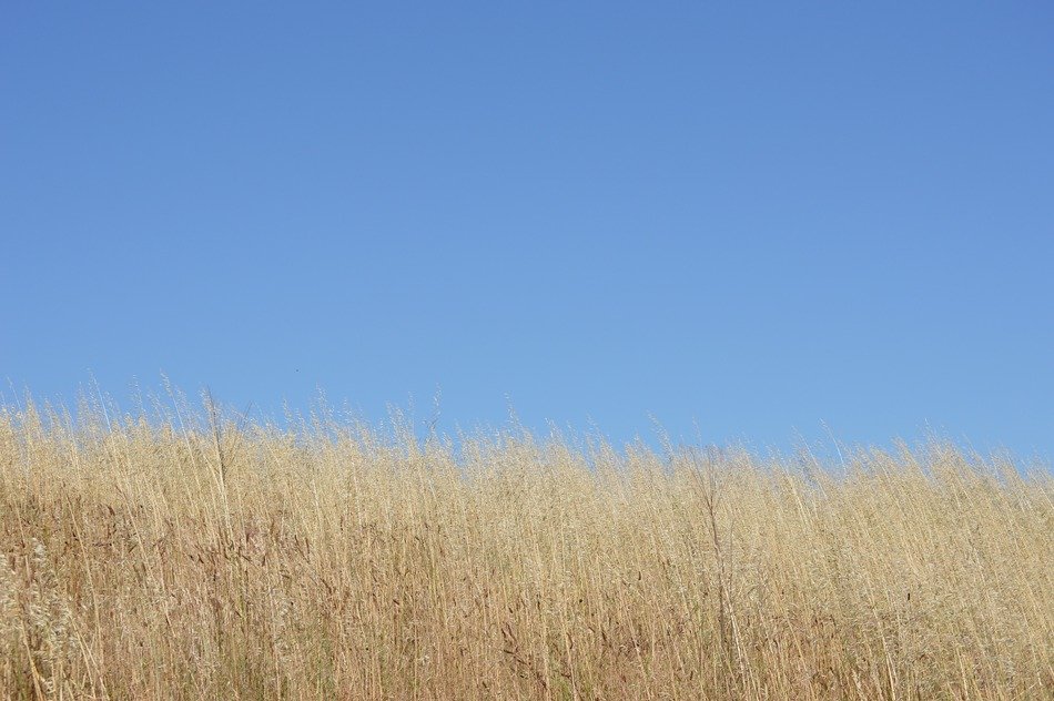 landscape of blue clear sky over the field