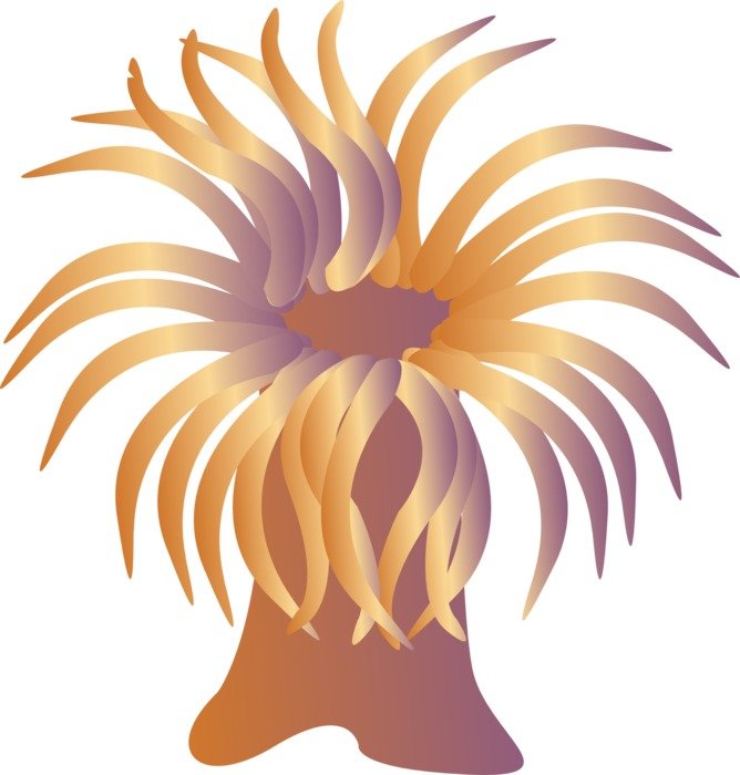 brown coral, illustration