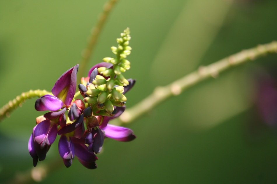 Macro photo of the beautiful, purple kudzu flowers