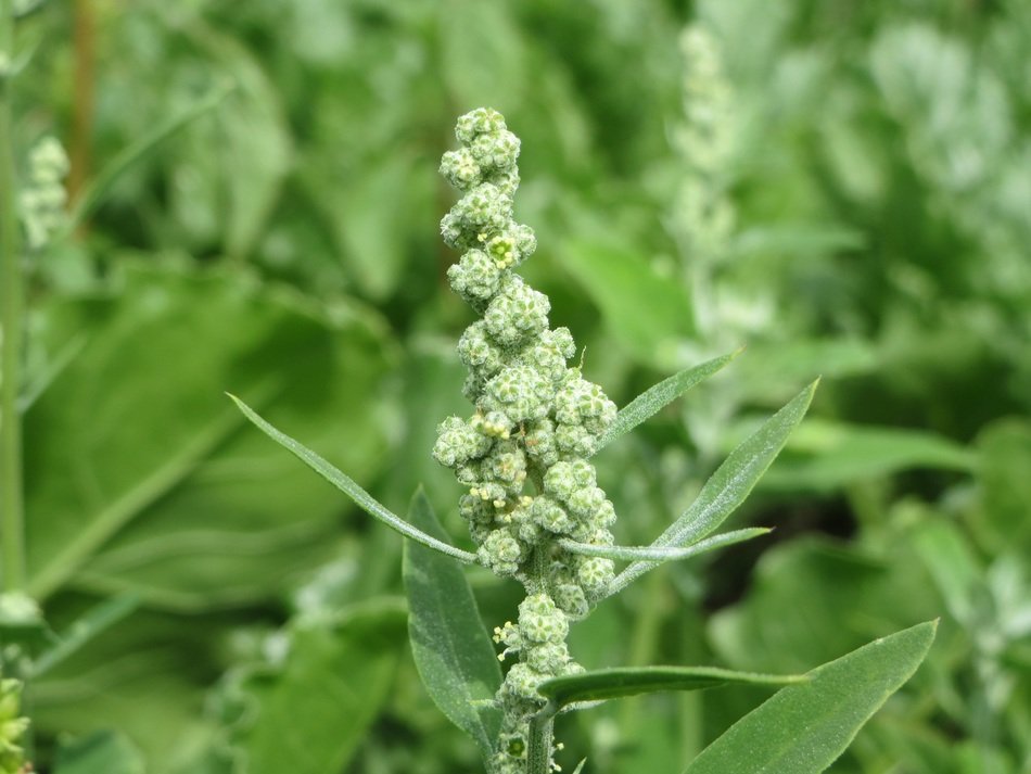 chenopodium album close-up