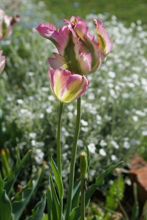 Tulip on a meadow in spring