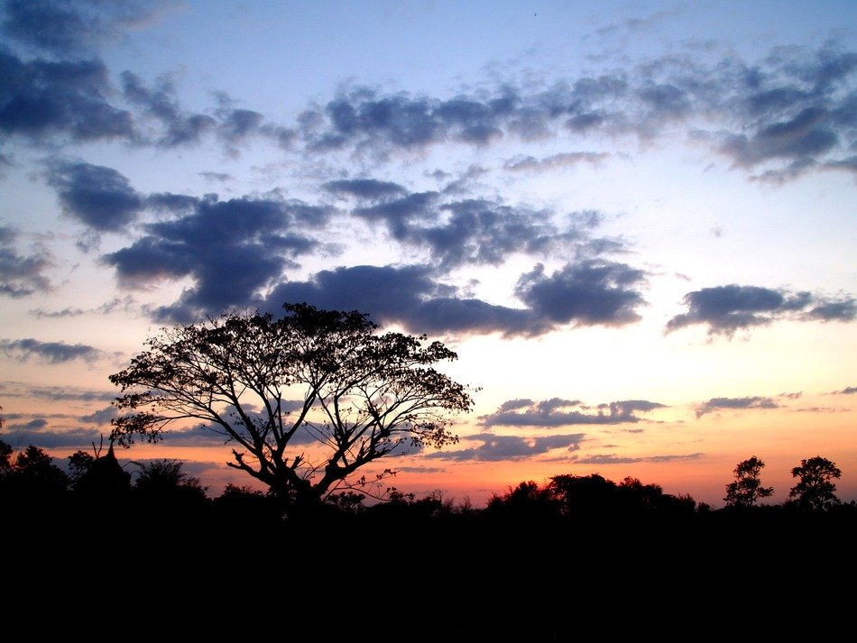 isolated tree on the evening sky