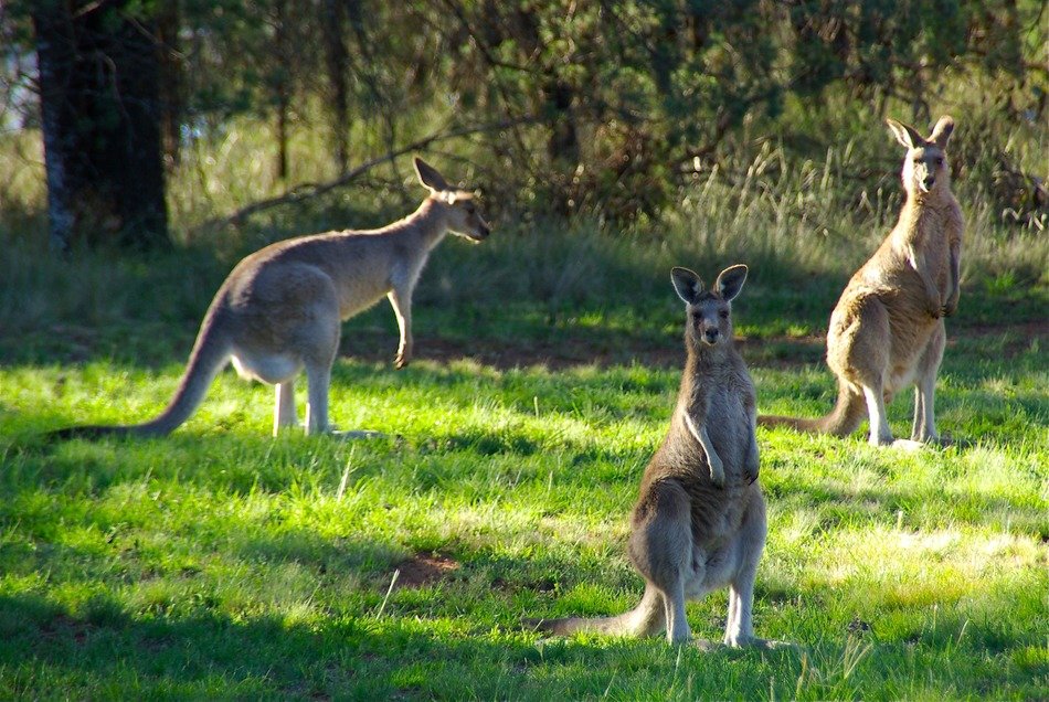 kangaroos in the wild nature