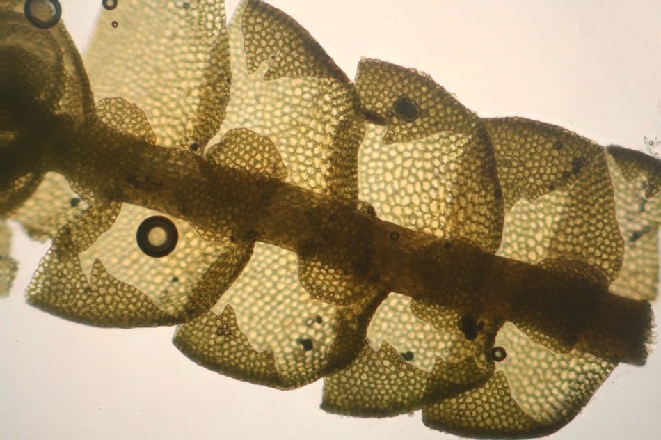 bazzania tricrenata plant microscopic