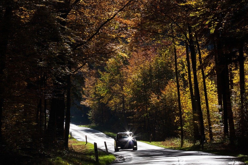 car on the road in the autumn forest