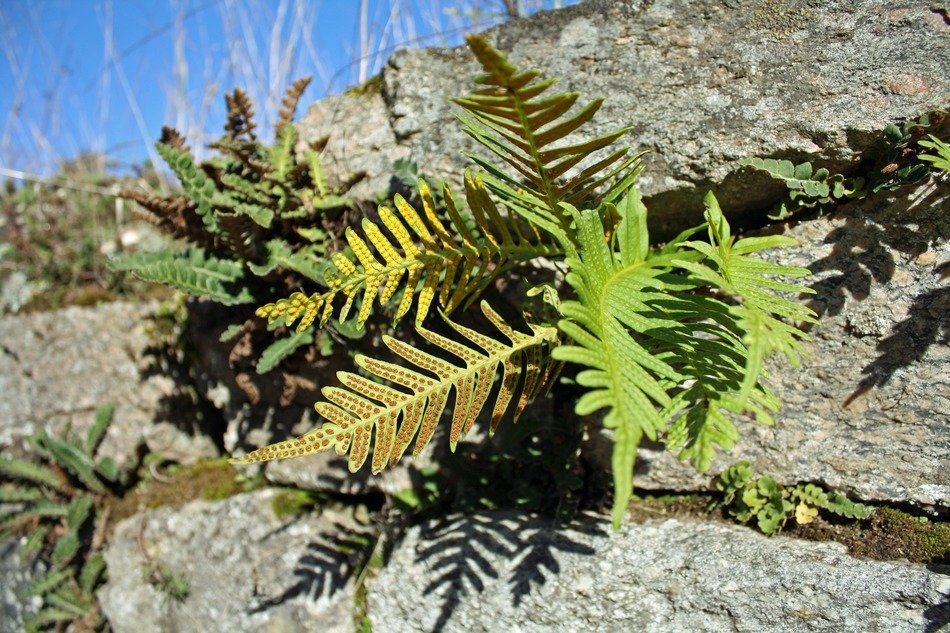 fern plant on the rocks