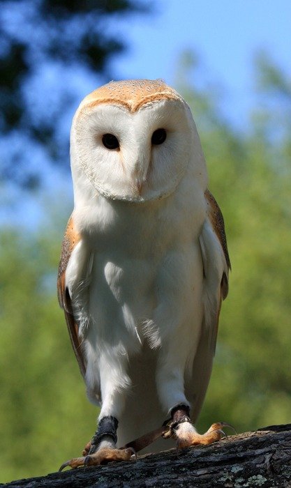 beautiful plumage of barn owl