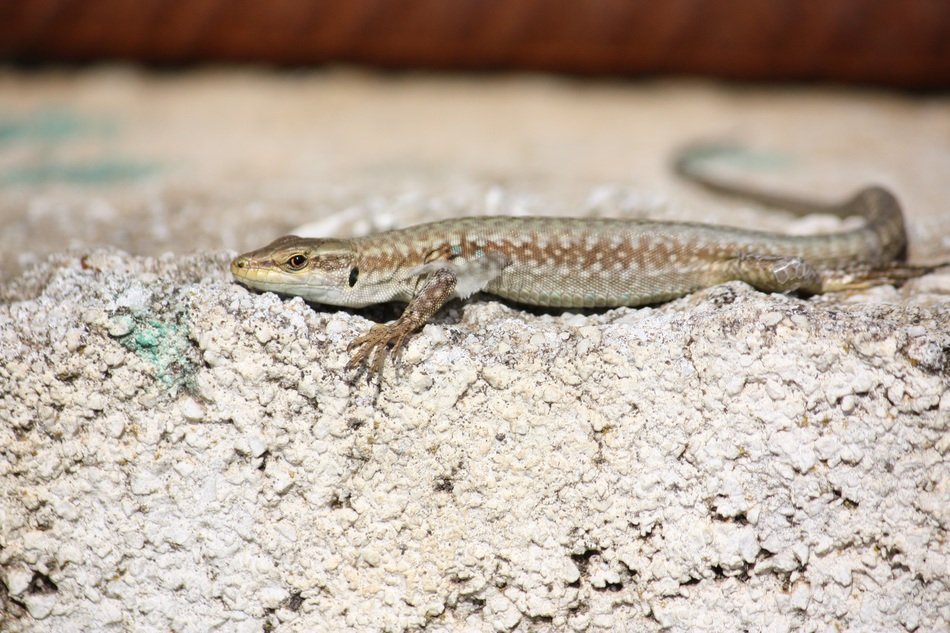 lizard on stone Eremias velox, Rapid Racerunner