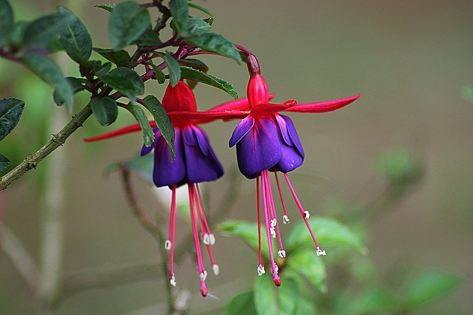 two violet-pink fuchsias