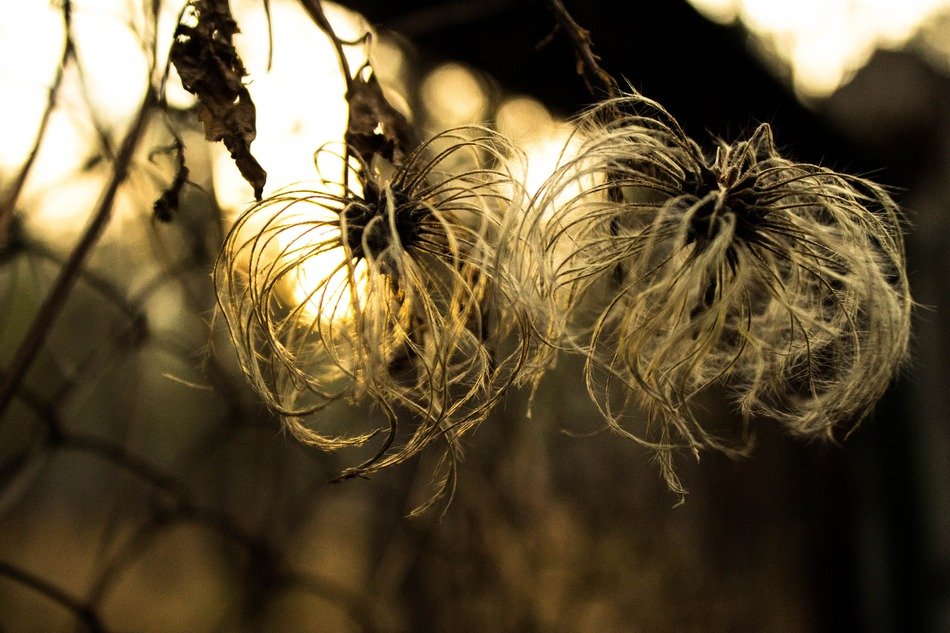 plant with fluffy inflorescences in the evening twilight