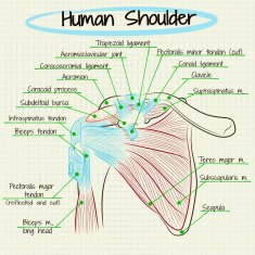 anatomy of the human shoulder detail