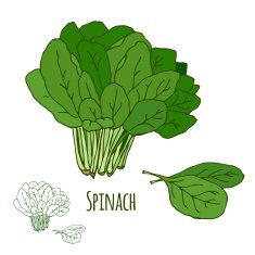 Spinach Green salad leaf vegetable