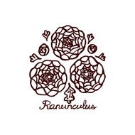 Handsketched bouquet of ranunculuses