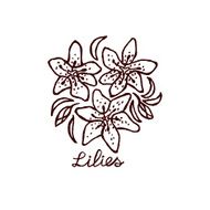Handsketched bouquet of lilies