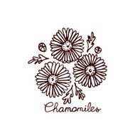 Handsketched bouquet of chamomiles