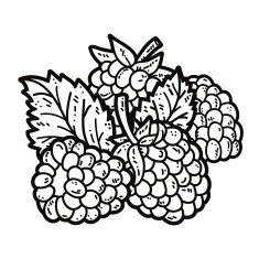 cute blackberries