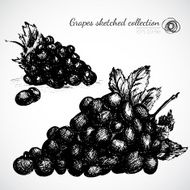 Grape hand drawn illustration N2