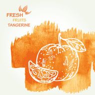 Watercolor background with tangerine in vector