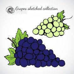 Grape hand drawn illustration