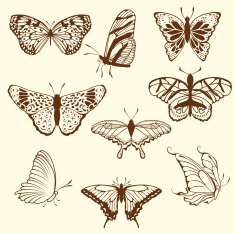 Set of differnet sketch butterfly