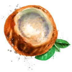 coconut vector logo design template Walnut or food icon
