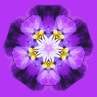 Fantasy beautiful purple flower