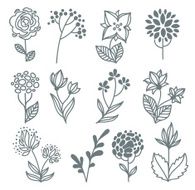 vector hand drawn flowers collection