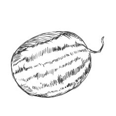 Vector Single Sketch Watermelon