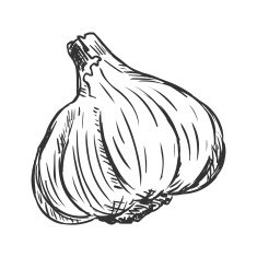 Vector Single Sketch Garlic