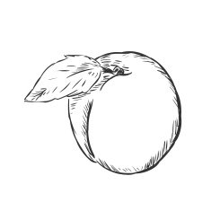 Vector Single Sketch Apricot