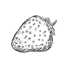 Vector Single Sketch Strawberry