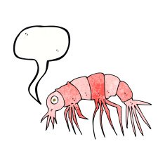 cartoon shrimp with speech bubble N37