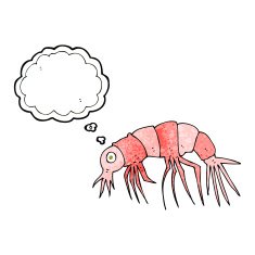 cartoon shrimp with thought bubble N35