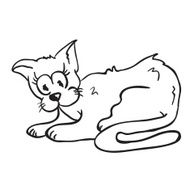 Cat N22