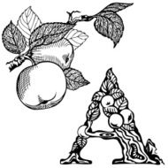 apple branch